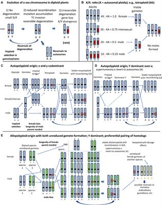 Does polyploidy inhibit sex chromosome evolution in angiosperms?